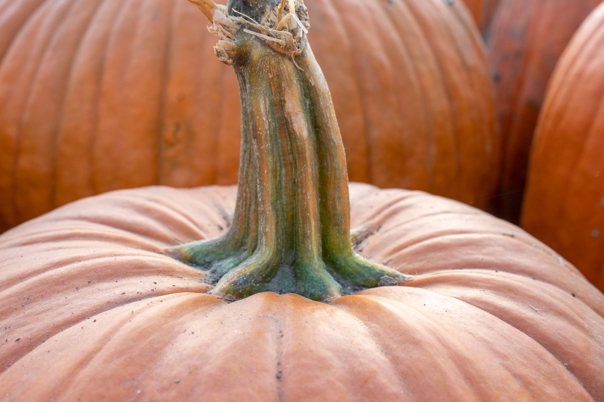 Getting ready to make soft pumpkin bread