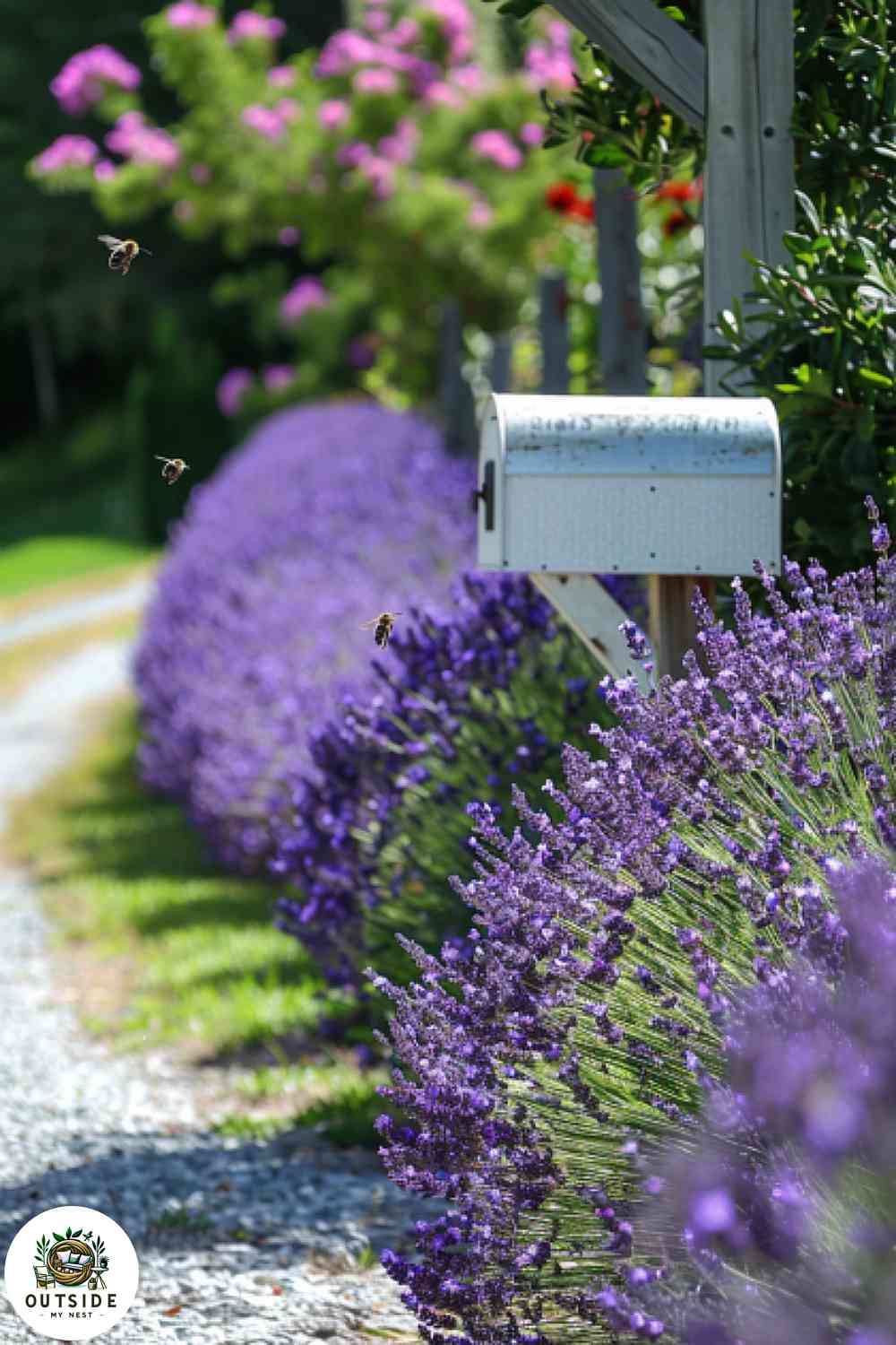 Path to mailbox lined with lavender plants