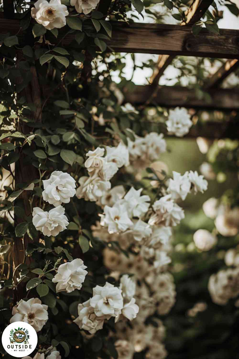 Garden trellis with white climbing roses